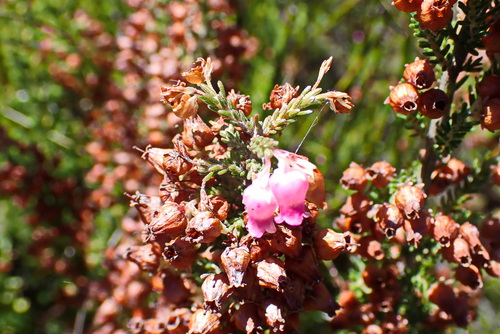Image of Erica glomiflora by no rights reserved
