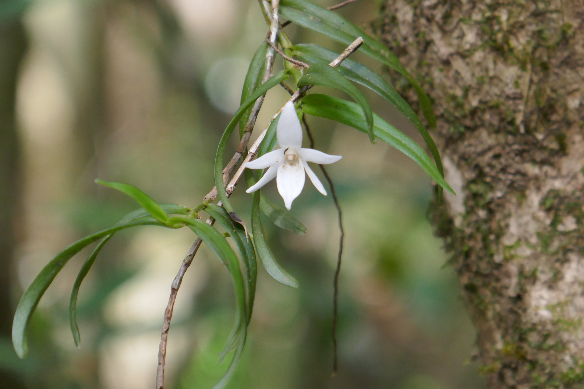 Angraecum implicatum Thouars