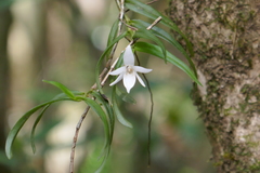 Angraecum implicatum