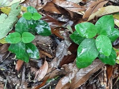 Vincetoxicum hirsutum