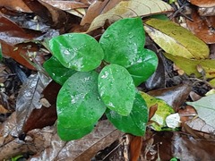 Vincetoxicum hirsutum