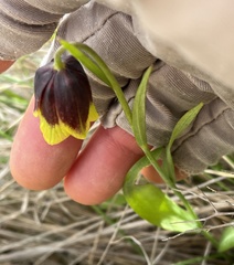Fritillaria rhodocanakis