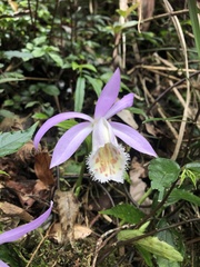 Pleione formosana