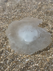 Rhizostoma pulmo