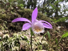 Pleione formosana