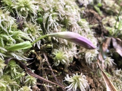 Pleione formosana