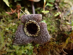 Asarum albomaculatum