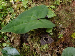 Asarum albomaculatum