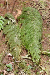 Callistopteris apiifolia