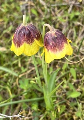 Fritillaria rhodocanakis