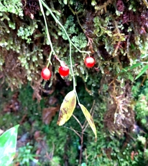 Vaccinium japonicum