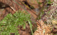 Callistopteris apiifolia