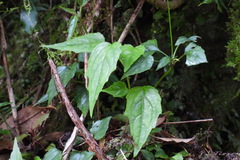 Ainsliaea macroclinidioides