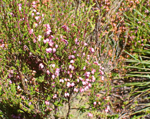 Image of Erica gracilis by no rights reserved