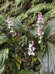 Calanthe aristulifera