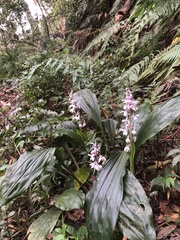 Calanthe aristulifera