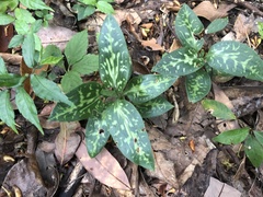 Goodyera daibuzanensis