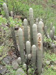 Espostoa melanostele