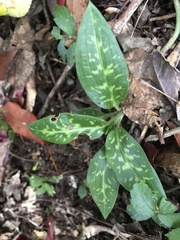 Goodyera daibuzanensis