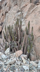 Eulychnia taltalensis