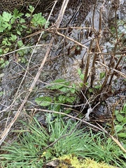 Lysimachia ephemerum