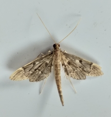 Duponchelia lanceolalis