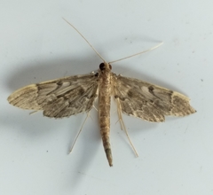 Duponchelia lanceolalis