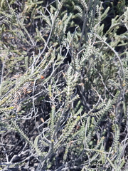 Passerina ericoides