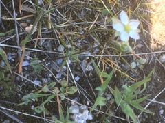 Spergula morisonii