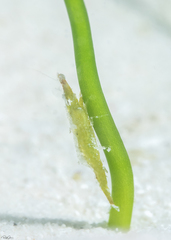 Latreutes pymoeus