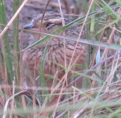 Mirafra rufocinnamomea pintoi