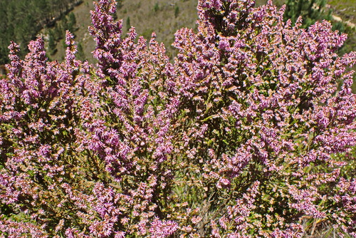 Image of Erica uberiflora by no rights reserved