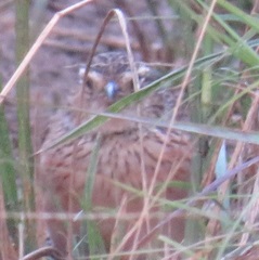 Mirafra rufocinnamomea pintoi