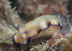 Hypselodoris pulchella