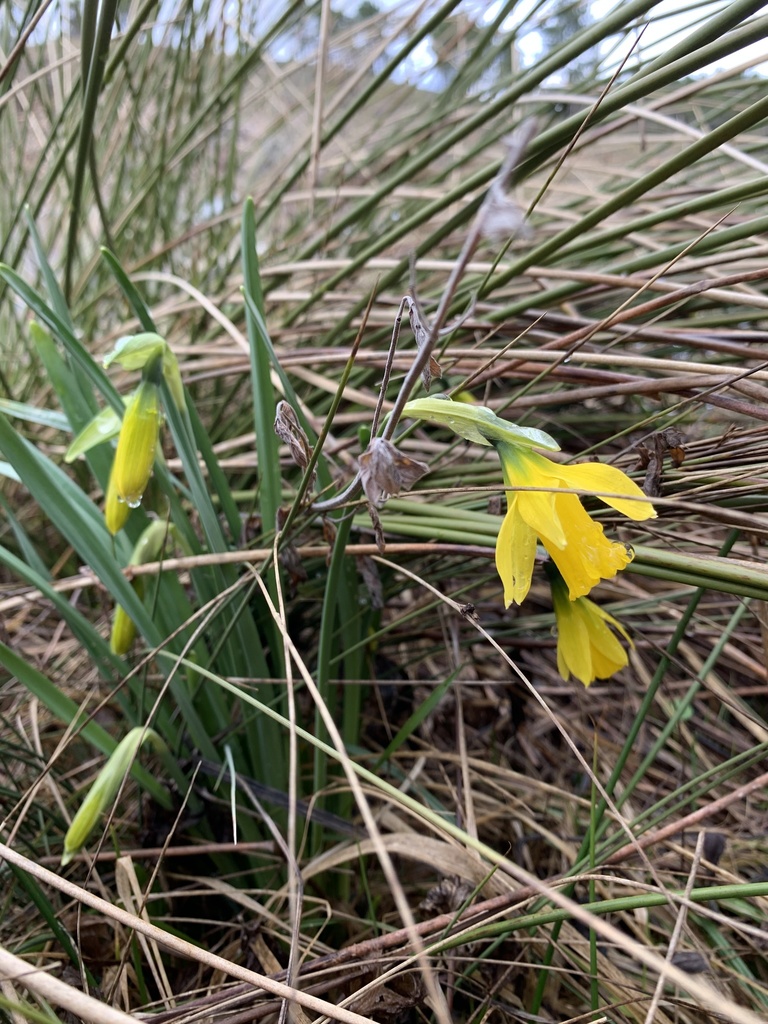 Narcissus alcaracensis