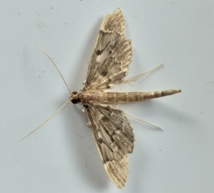 Duponchelia lanceolalis