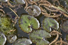 Nymphoides peltata