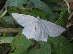 Crocota peletieraria