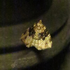 Epirrhoe galiata