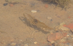 Macrobrachium nipponense