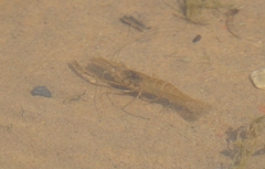 Macrobrachium nipponense