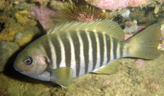 Stripey Bream photo 2