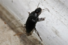 Harpalus caliginosus