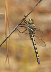 Didymops floridensis