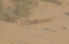 Macrobrachium nipponense