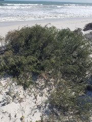 Passerina ericoides