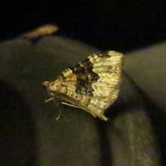 Epirrhoe galiata