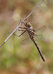 Didymops floridensis