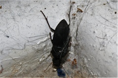 Harpalus caliginosus