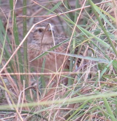 Mirafra rufocinnamomea pintoi